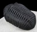 Awesome Phacopid Trilobite - Superb Specimen #36599-5